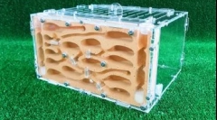 Animale de companie pentru un copil: cum de a alege o fermă ant